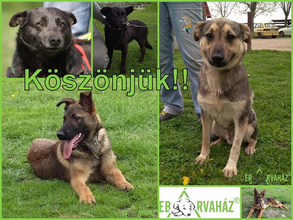 31632082_1007428869410666_7858797580442927104_n