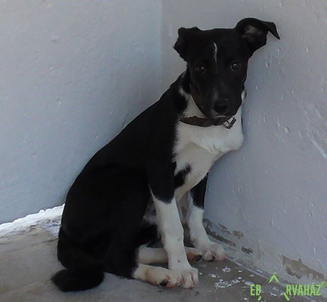 33092247_1016800748473478_1222712683057381376_n