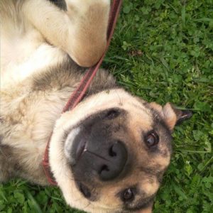 33939222_1021770154643204_1073349285463982080_n