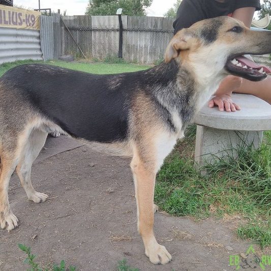 Prücsök1 Prücsök1