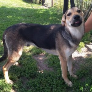 Prücsök2 Prücsök2