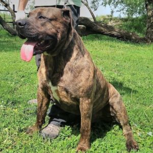 34321090_1023722447781308_5973675080620703744_n