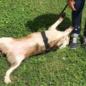 JigglyPuff3 JigglyPuff3