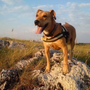 39916250_1104430476377171_7696746570284269568_n