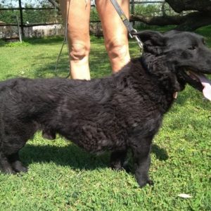 Bobi-Maci2 Bobi-Maci2