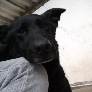 Bobi-Maci6 Bobi-Maci6