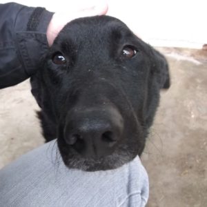 Bobi-Maci7 Bobi-Maci7