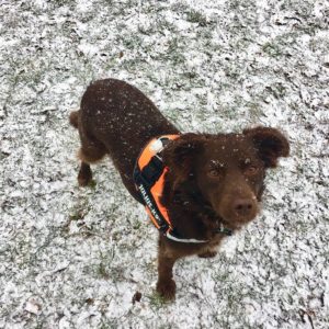 41927483_1121685287985023_2906302922075668480_n