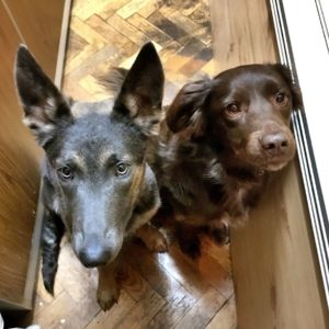 41976568_1121685201318365_4545316434263146496_n