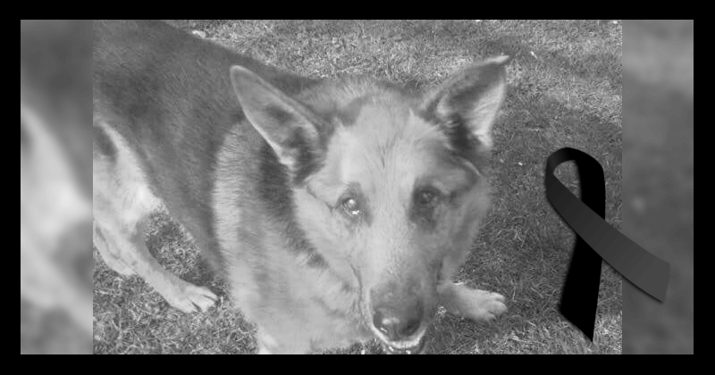 43851568_996568197197283_990777272183029760_n