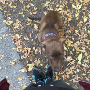 44271311_1146219768864908_797114040005427200_n