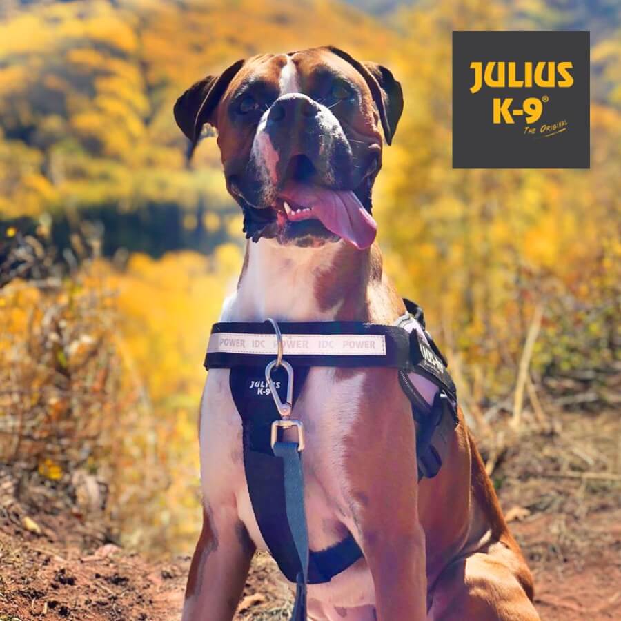 44819289_1772932369472498_4766328880015343616_n