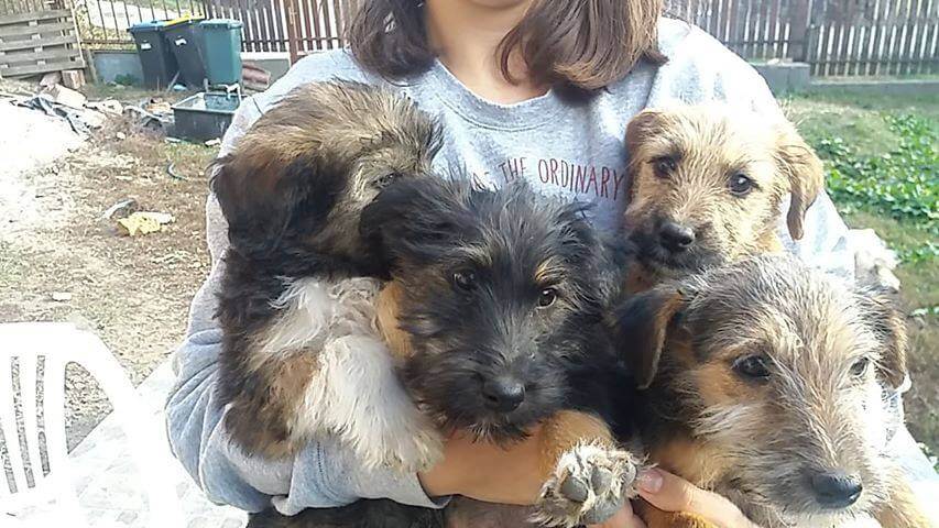 45869393_1164822577004627_2858372177974001664_n