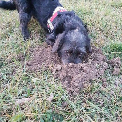 47476926_1178420348978183_4980854671020130304_n