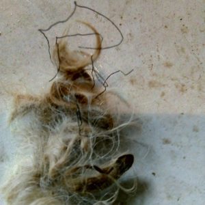 49597687_1204477726372445_7289216468099530752_n