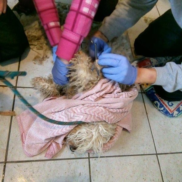 49730736_1204477553039129_2363610014402215936_n