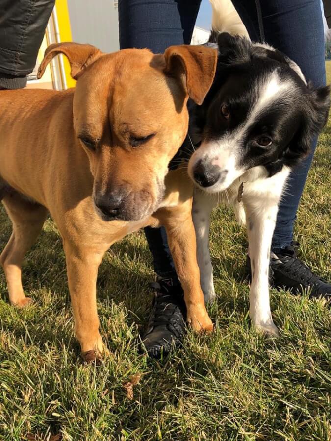 50485471_2038317892883153_597363439010054144_n