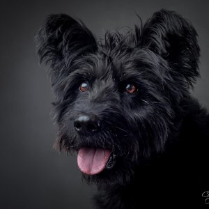 Kuglof2_001 (1) Kuglof2_001 (1)