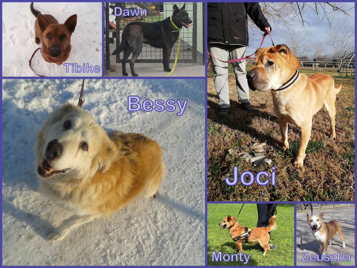 ÖregEBb_2019.01.16.