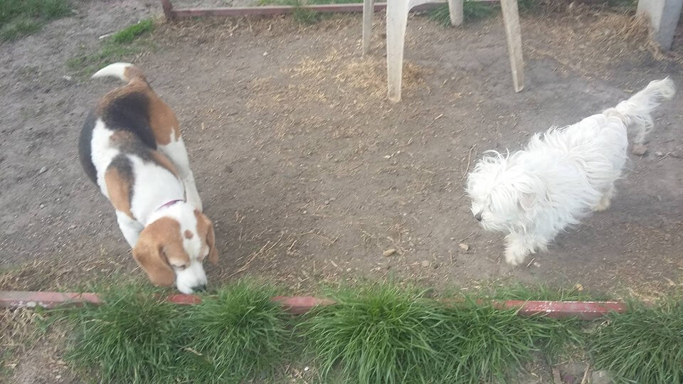 55744529_1255496444603906_2013830244342956032_n