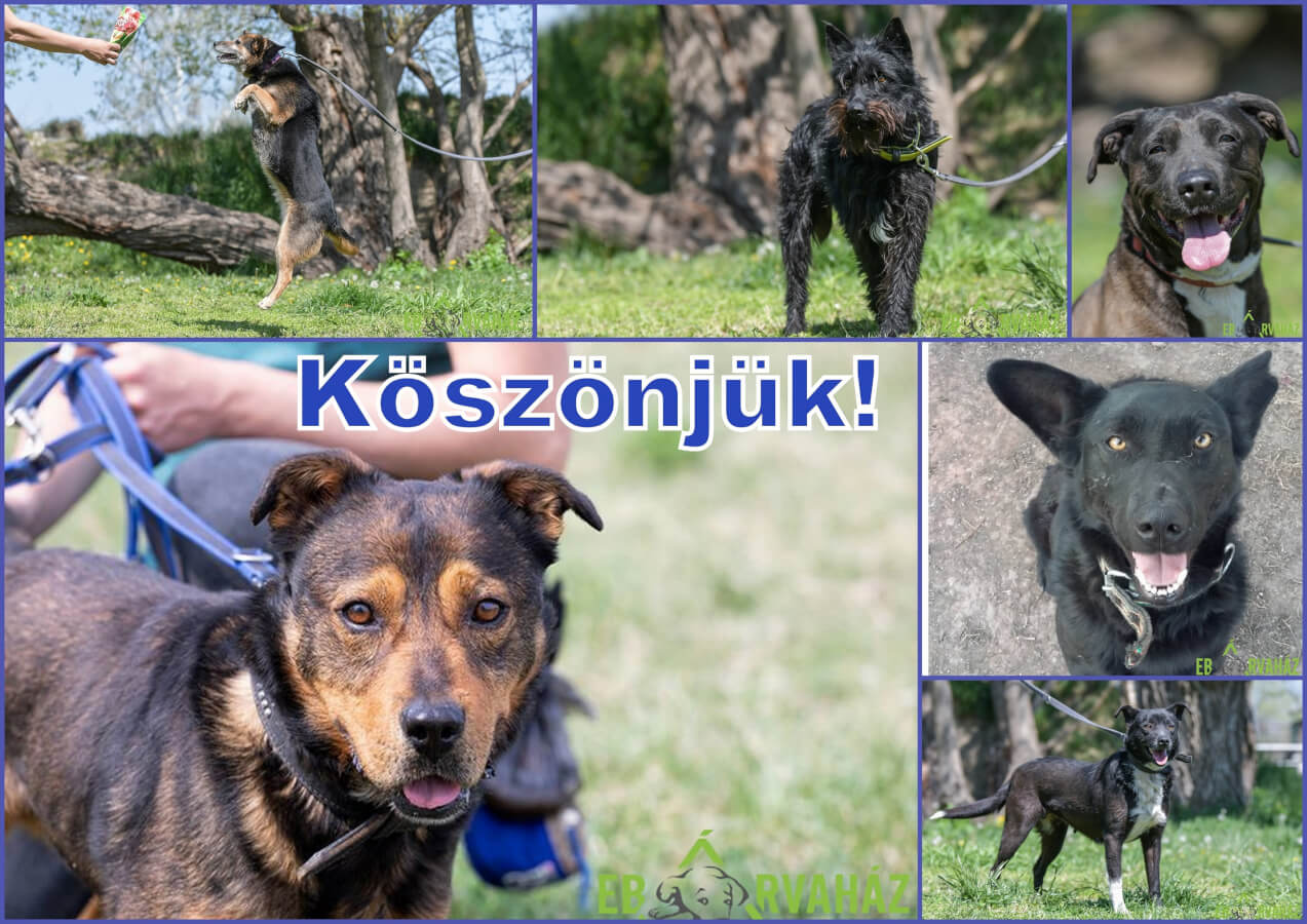 Köszönjük_2019.04.