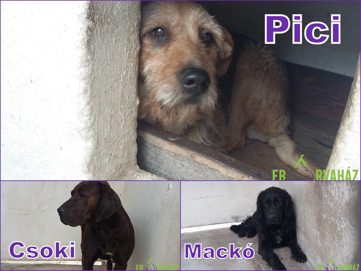 Csoki-Mackó-Pici