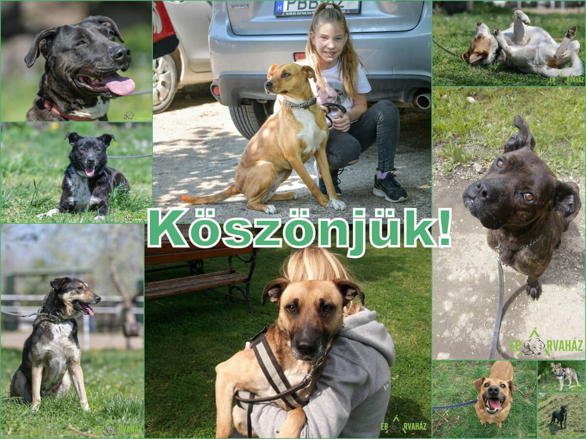 Köszönjük_2019.05.