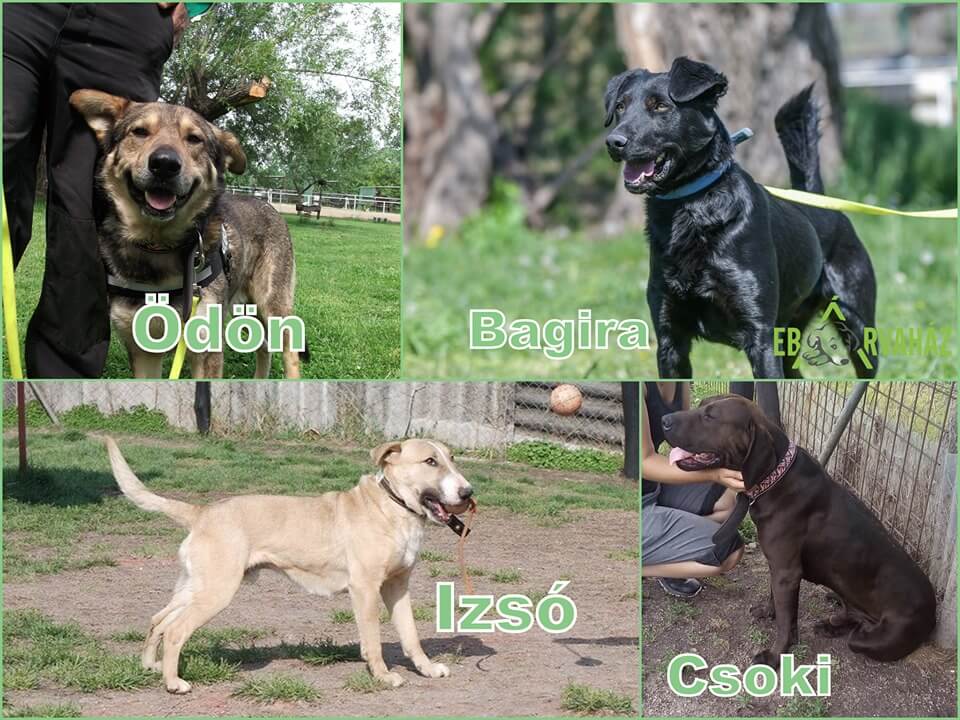 66585171_1329254747228075_4611160202761207808_n