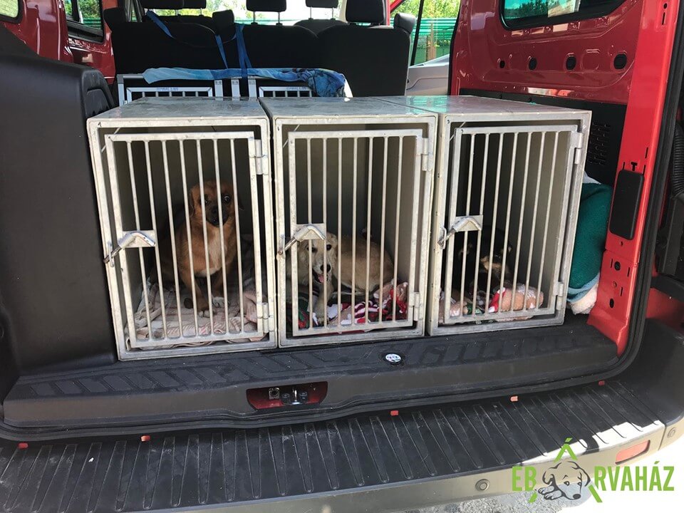 67096380_1336596683160548_4626654937231654912_n