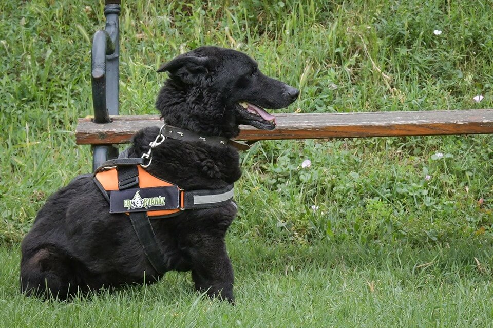 67635295_1336862526467297_8828785621775417344_n