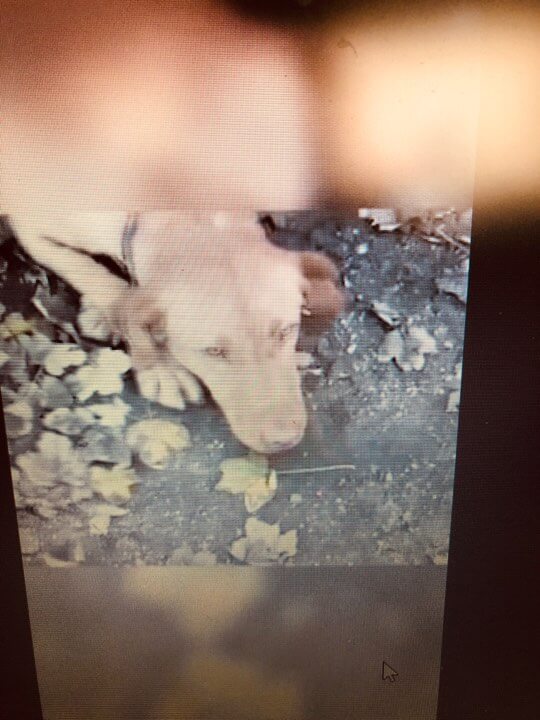 67713203_213238399616970_7977186120574173184_n