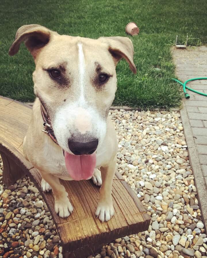 67902014_1352356344917915_8268055573740650496_n