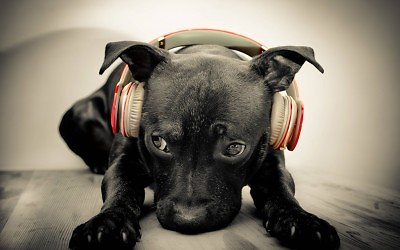 kiskutya-fulhallgatoval-hatterkep-36012