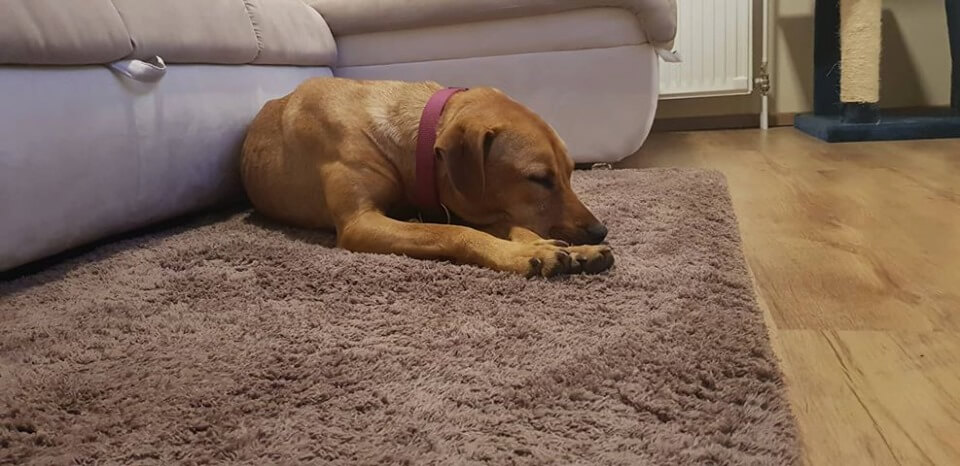 70361565_1382610095225873_8414553897435136000_n