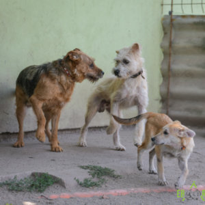 Picike-Kókusz-Rella