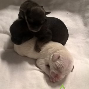 Jessica babák_2019.10.27._2 Jessica babák_2019.10.27._2