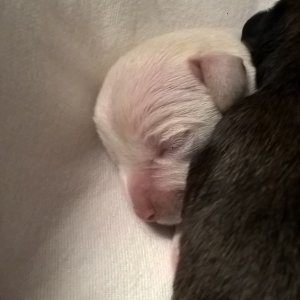 Jessica babák_2019.10.27._5 Jessica babák_2019.10.27._5