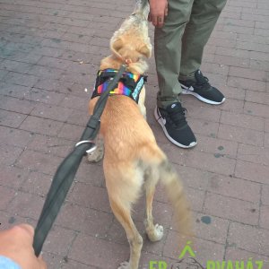 Utcai tréning_Rella-Chuck_2019.10.16._2 Utcai tréning_Rella-Chuck_2019.10.16._2