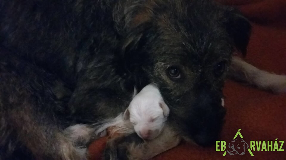 69807350_1426378637515685_8481259760358785024_n