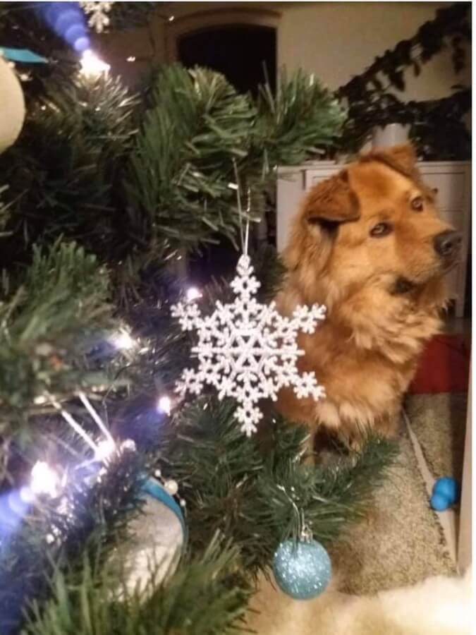 80971952_1478646508955564_1959166773932589056_n