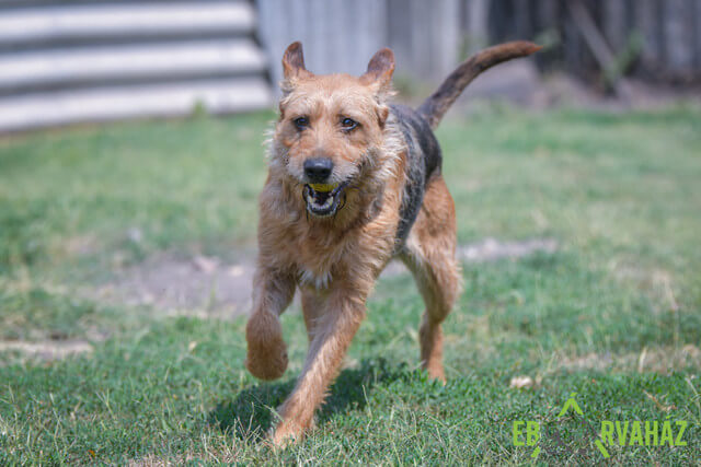 82383545_1504751973011684_7767922261507440640_n