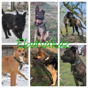 Bogi_Önkéntes_2020.02.25._2 Bogi_Önkéntes_2020.02.25._2