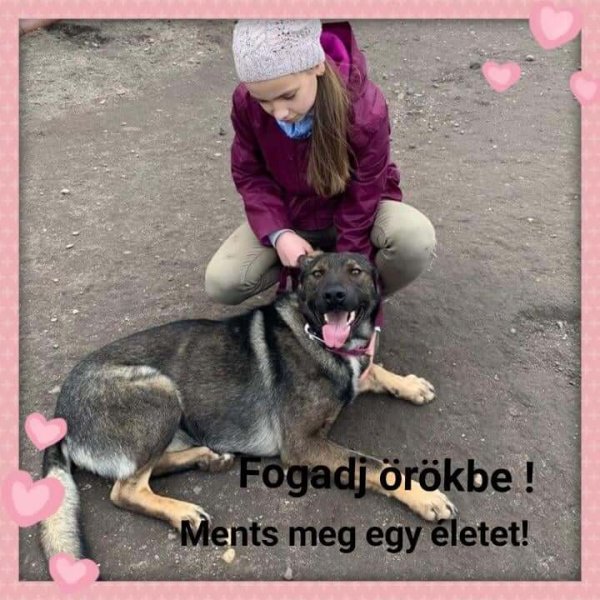 Bogi_Önkéntes_2020.02.25._3 Bogi_Önkéntes_2020.02.25._3