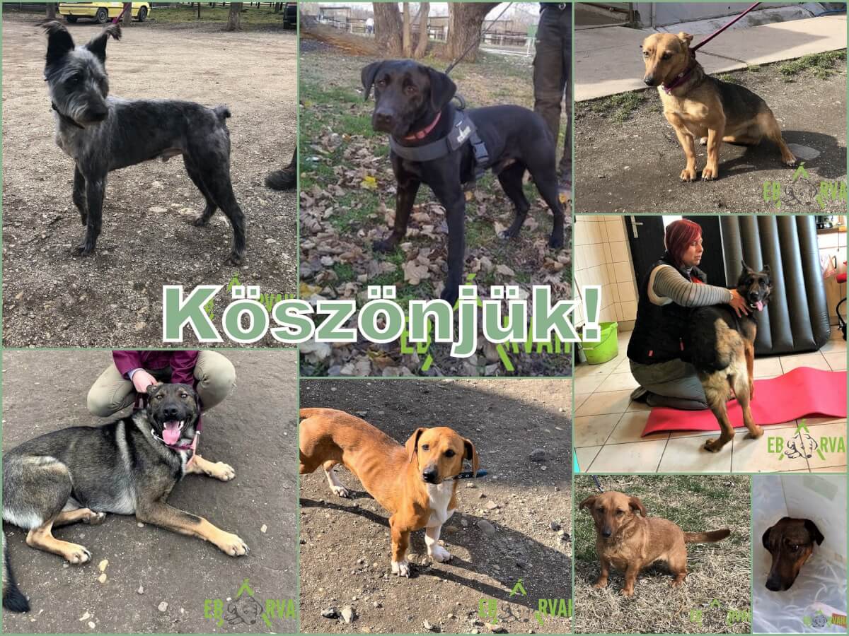 Köszönjük-2020.02.