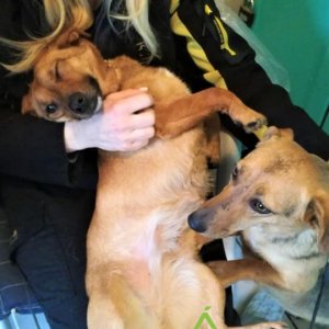 Zizi kényesztetés_2020.03.06. Zizi kényesztetés_2020.03.06.