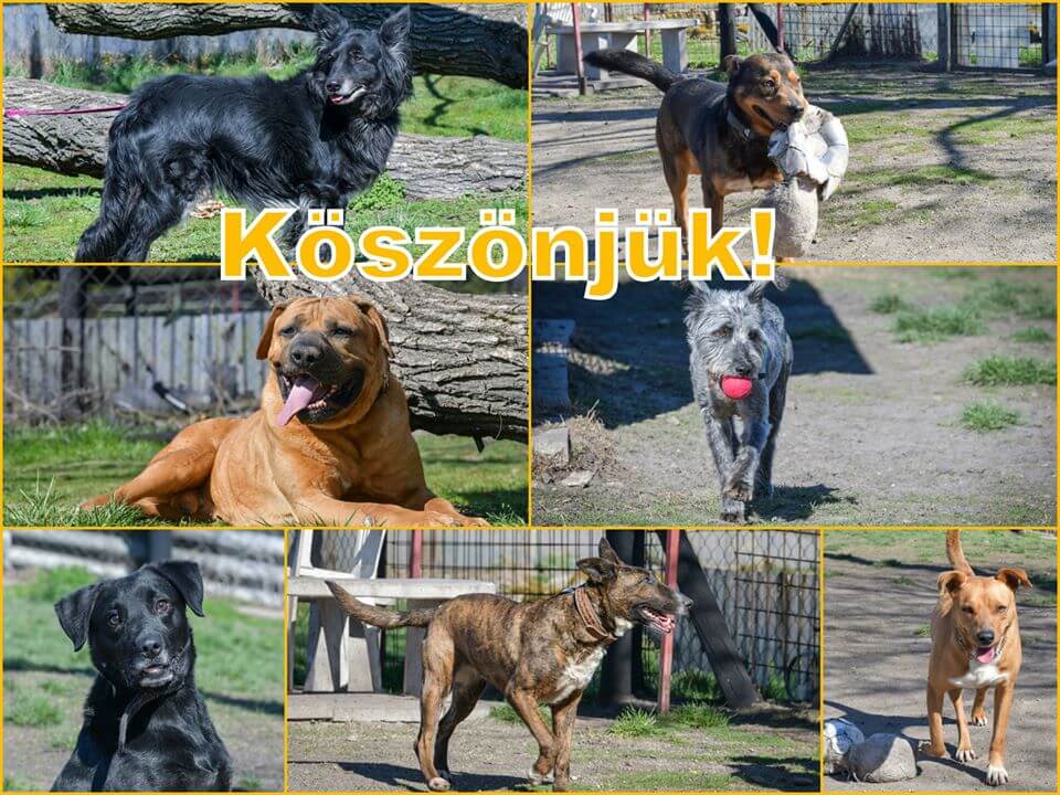 Köszönjük_2020.03.