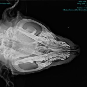 Elütött kiskuyta_Zeusz_2020.06.02.