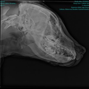 Elütött kiskuyta_Zeusz_2020.06.02._2