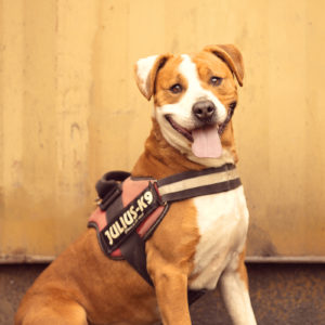 borito-hadesz borito-hadesz