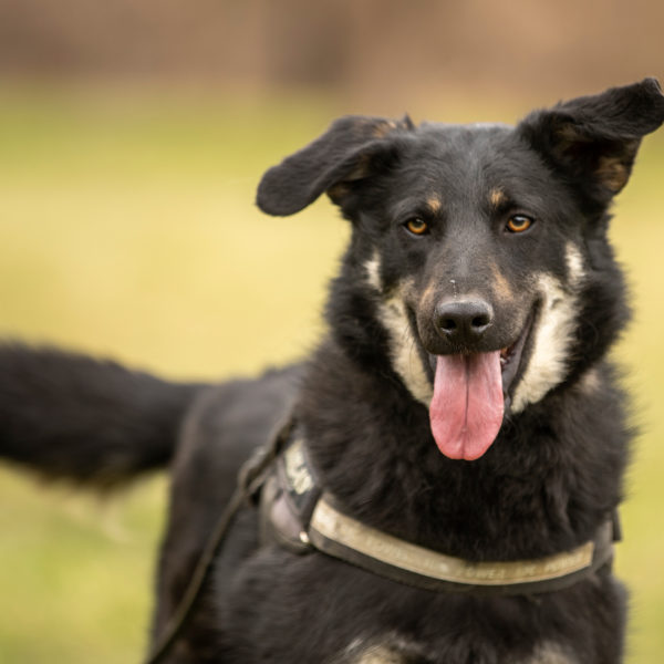 borito-marcell borito-marcell